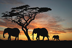 Fototapeta Afrika - Slony 460 - samolepiaca