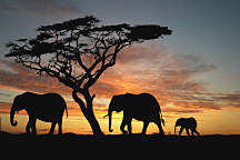 Fototapeta Afrika - Slony 460 - vinylová