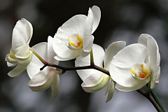 Fototapeta Biela orchidea 18623 - samolepiaca