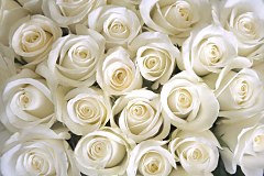 Fototapeta Biele ruže 266 - samolepiaca