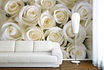Fototapeta Biele ruže 266 - samolepiaca