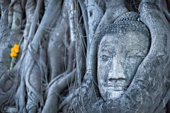 Fototapeta Budha v koreňoch stromu 3271 - samolepiaca