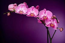 Fototapeta Fialová orchidea 85 - samolepiaca