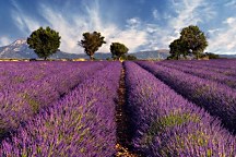 Fototapeta Levanduľové pole  - Provence Francúzsko 3210 - samolepiaca