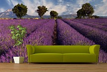 Fototapeta Levanduľové pole  - Provence Francúzsko 3210 - latexová