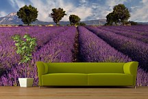 Fototapeta Levanduľové pole  - Provence Francúzsko 3210 - samolepiaca