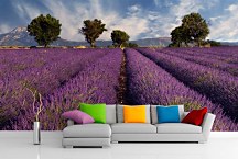 Fototapeta Levanduľové pole  - Provence Francúzsko 3210 - samolepiaca
