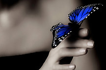 Fototapeta Modrý motýľ 109 - latexová
