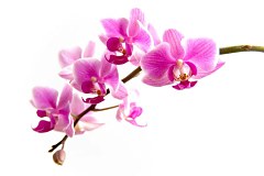 Fototapeta Ružová orchidea 99 - latexová
