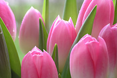 Fototapeta Ružové tulipány 86 - samolepiaca