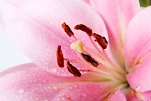 Fototapeta Ružový Kvet 18581 - samolepiaca