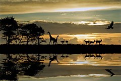Fototapeta Safari v Afrike 134 - samolepiaca