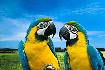Fototapeta Vtákov - Pár papagájov 3162 - samolepiaca
