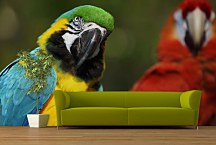 Fototapeta Vtáky - Papagáje 126 - samolepiaca