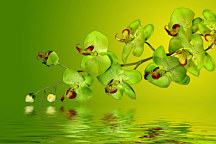Fototapeta Zelený kvet 18638 - latexová