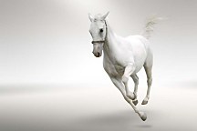 Fototapeta Zvietatá - Biely kôň 132 - samolepiaca na stenu