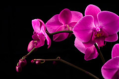 Fototapeta do spálne Ružová orchidea 18499 - vinylová