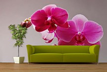 Fototapeta s Ružovou orchideou 3146 - samolepiaca