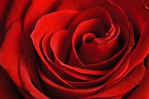 Fototapeta Červená ruža 348 - vinylová