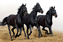 Fototapeta Čierne kone 116 - samolepiaca na stenu