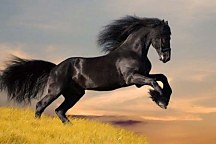 Fototapeta Čierny kôň 128 - samolepiaca