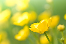 Fototapeta Žlté poľné kvety 91 - latexová