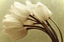 Fototapety Biele tulipány 345 - samolepiaca