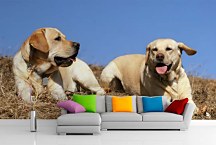 Fototapety Psy - Pár labradorov 3154 - samolepiaca