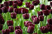 Fototapety Tulipány 3136 - samolepiaca