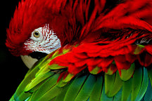 Fototapety Vtákov - Papagáj 113 - samolepiaca