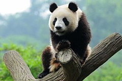 Fototapety Zvierat - Panda 349 - vliesová