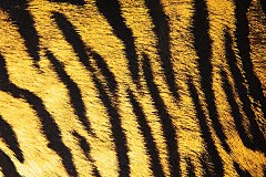 Fototapety Zvieratá - Koža tigra 125 - vinylová