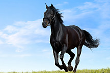 Fototapety Zvieratá - Čierny kôň 118 - samolepiaca