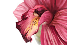 Fototapety do spálne Ružový kvet 18502 - vinylová