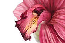 Fototapety do spálne Ružový kvet 18502 - latexová