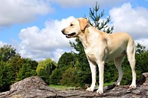 Fototapety psov - Labrador 3187 - samolepiaca