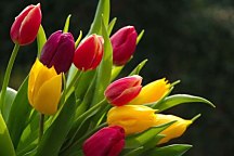Fototapety s Tulipánmi 3131 - samolepiaca