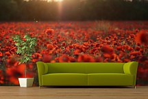 Fototapety s kvetmi - Červené maky 104 - samolepiaca