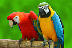 Fototapety s papagájmi 3163 - samolepiaca