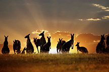 Fototapety zvierat - Kengury v buši 3195 - samolepiaca