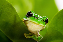 Fototapety zvieratá Zelená žabka 112 - samolepiaca