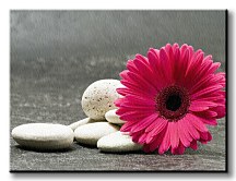 Gerber - Obraz  CD0481