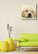 Golden retriever puppy - Obraz CKS0715