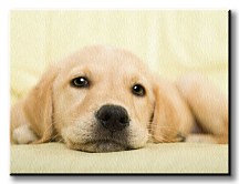 Golden retriever puppy - Obraz CD0715