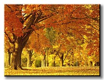 Jeseň v parku - Obraz CS0148
