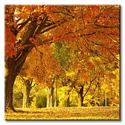 Jesenná krajinka - Obraz CKS0148