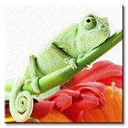 Chameleón na kvete - Obraz CKS0540