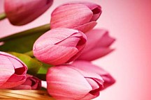 Kvetinové tapety Ružové tulipány 3143 - samolepiaca