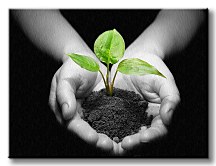 Kvet v dlaniach - Obraz CS0537