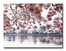 Kvety višne - Obraz CS0321